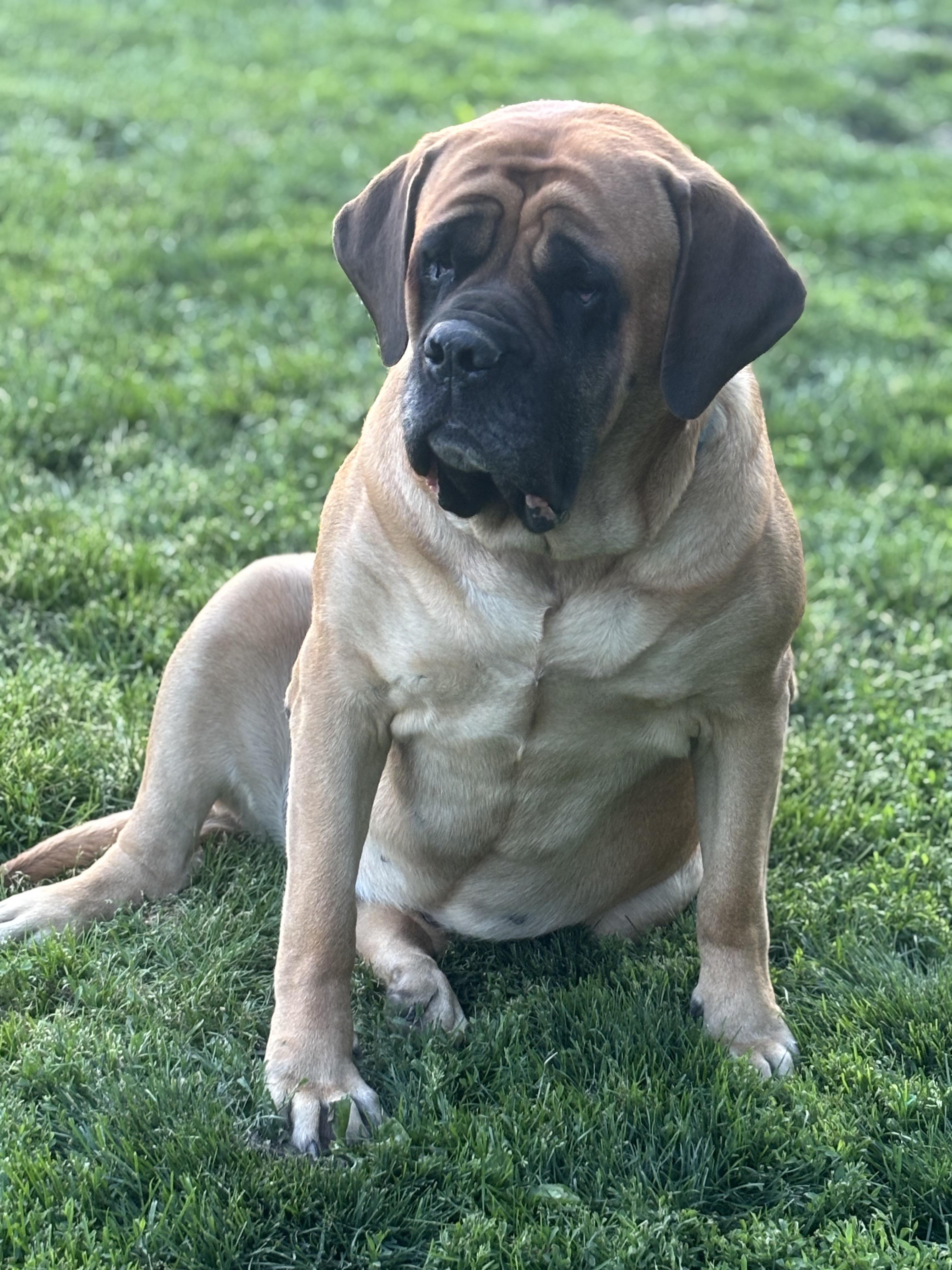 Enlarge Charlotte , a ADOPTABLE Mastiff in Russellville, OH image 5/5