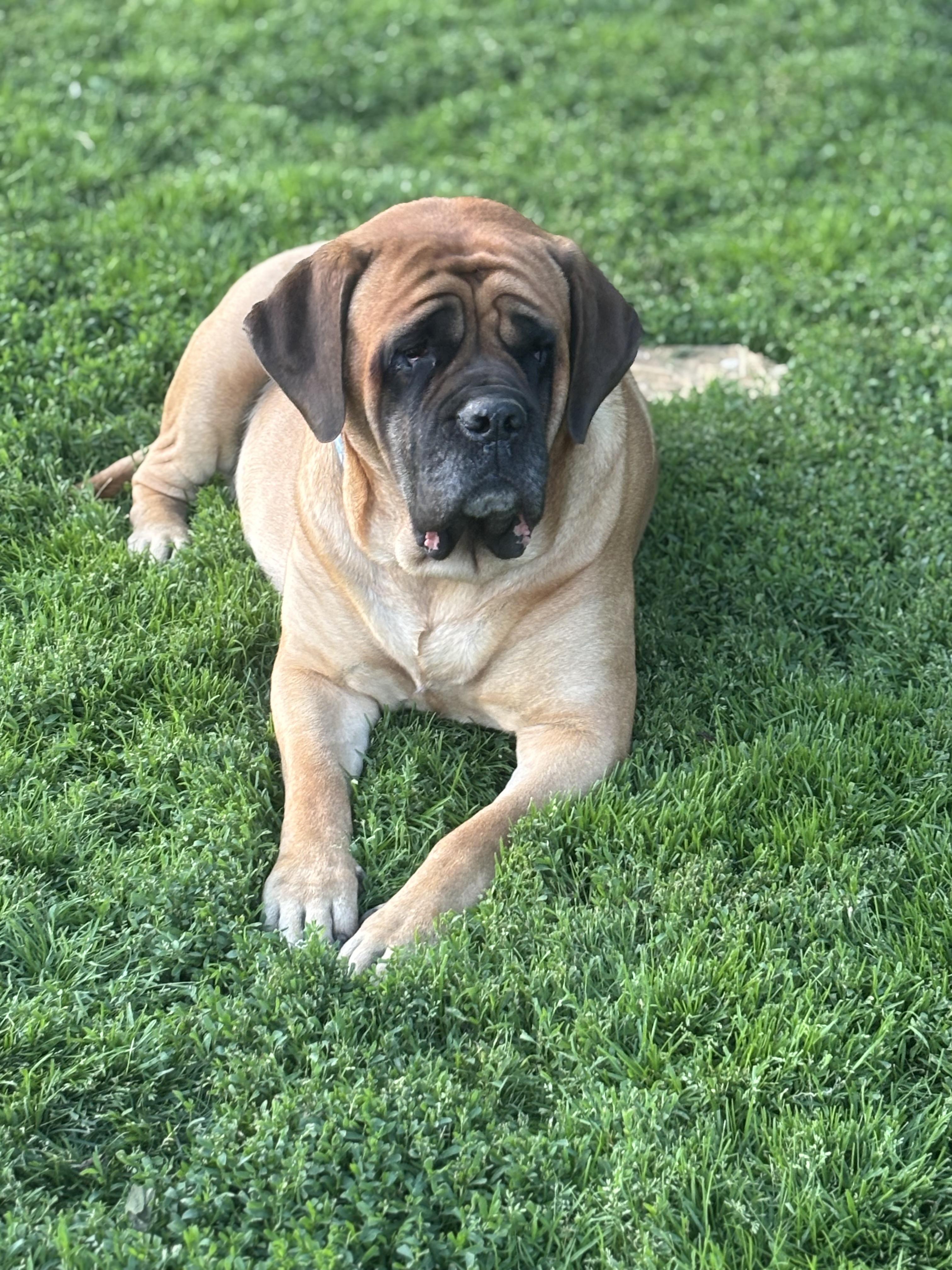 Enlarge Charlotte , a ADOPTABLE Mastiff in Russellville, OH image 3/5