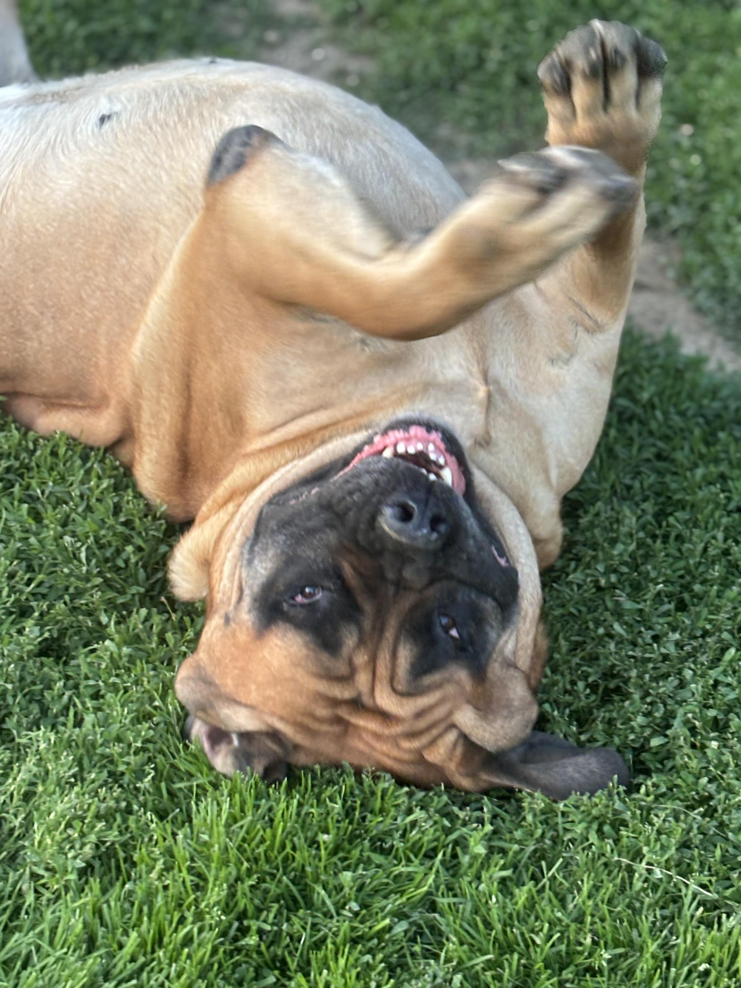 Enlarge Charlotte , a ADOPTABLE Mastiff in Russellville, OH image 2/5