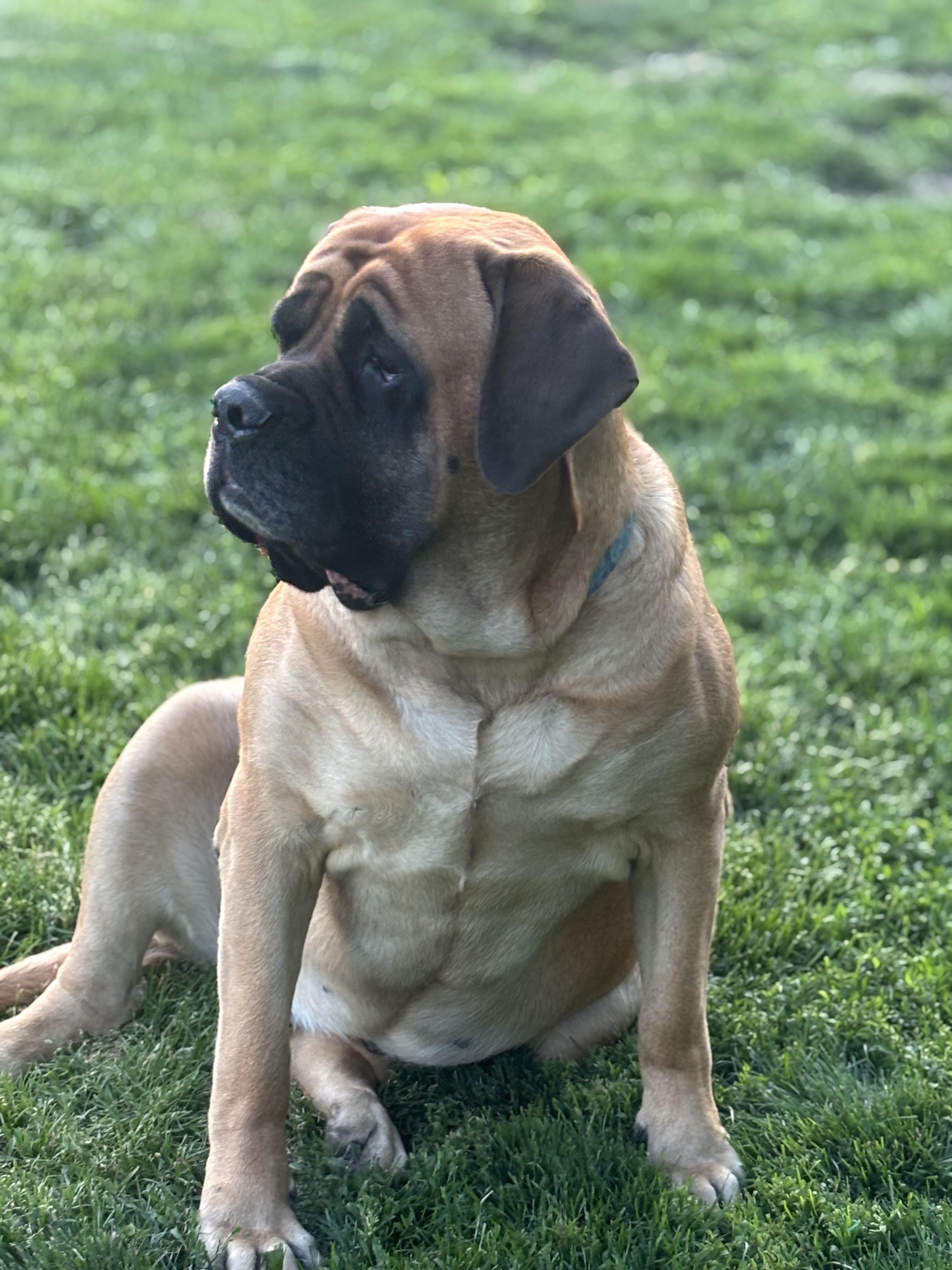 Enlarge Charlotte , a ADOPTABLE Mastiff in Russellville, OH image 4/5
