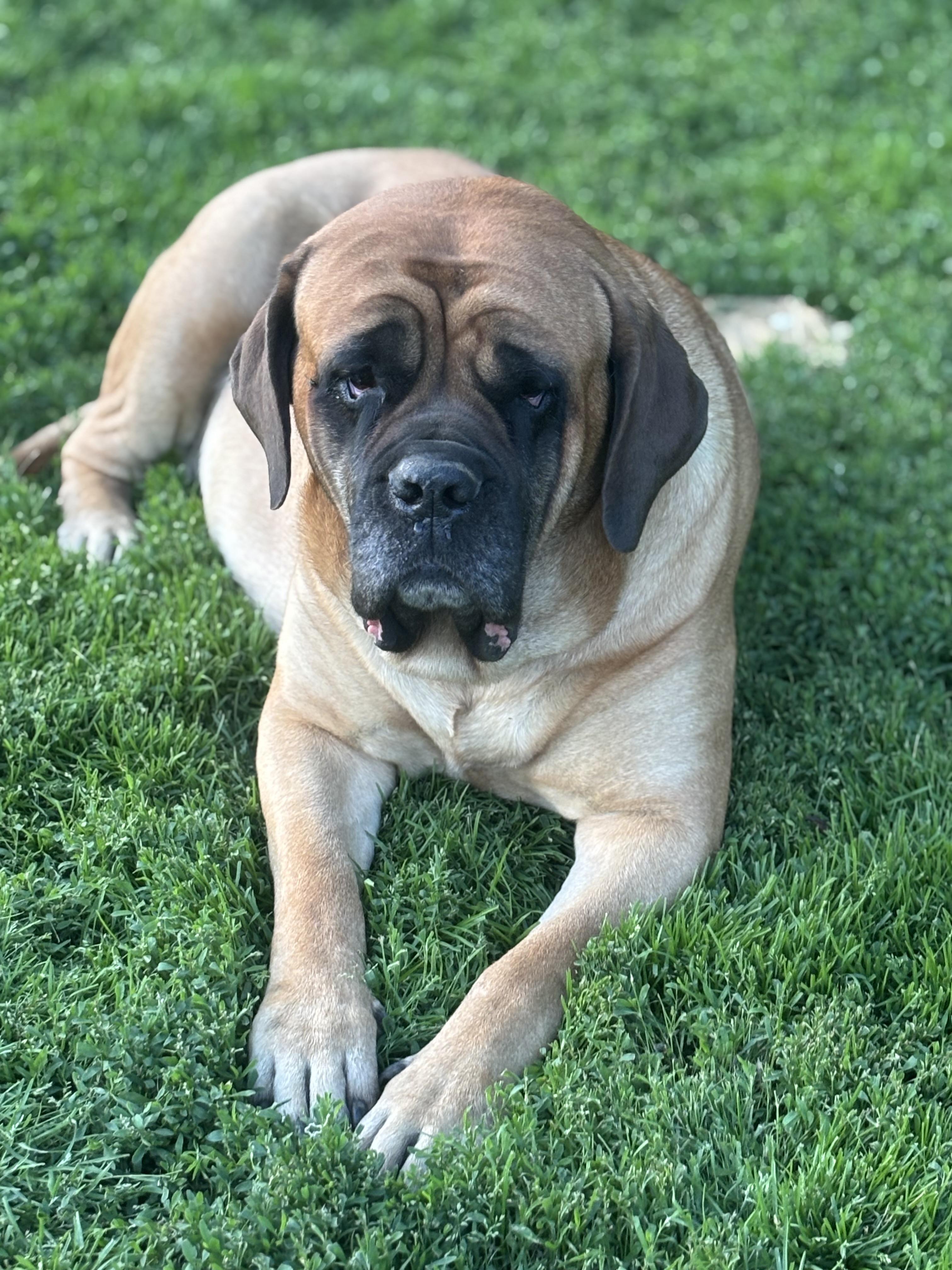 Enlarge Charlotte , a ADOPTABLE Mastiff in Russellville, OH image 1/5