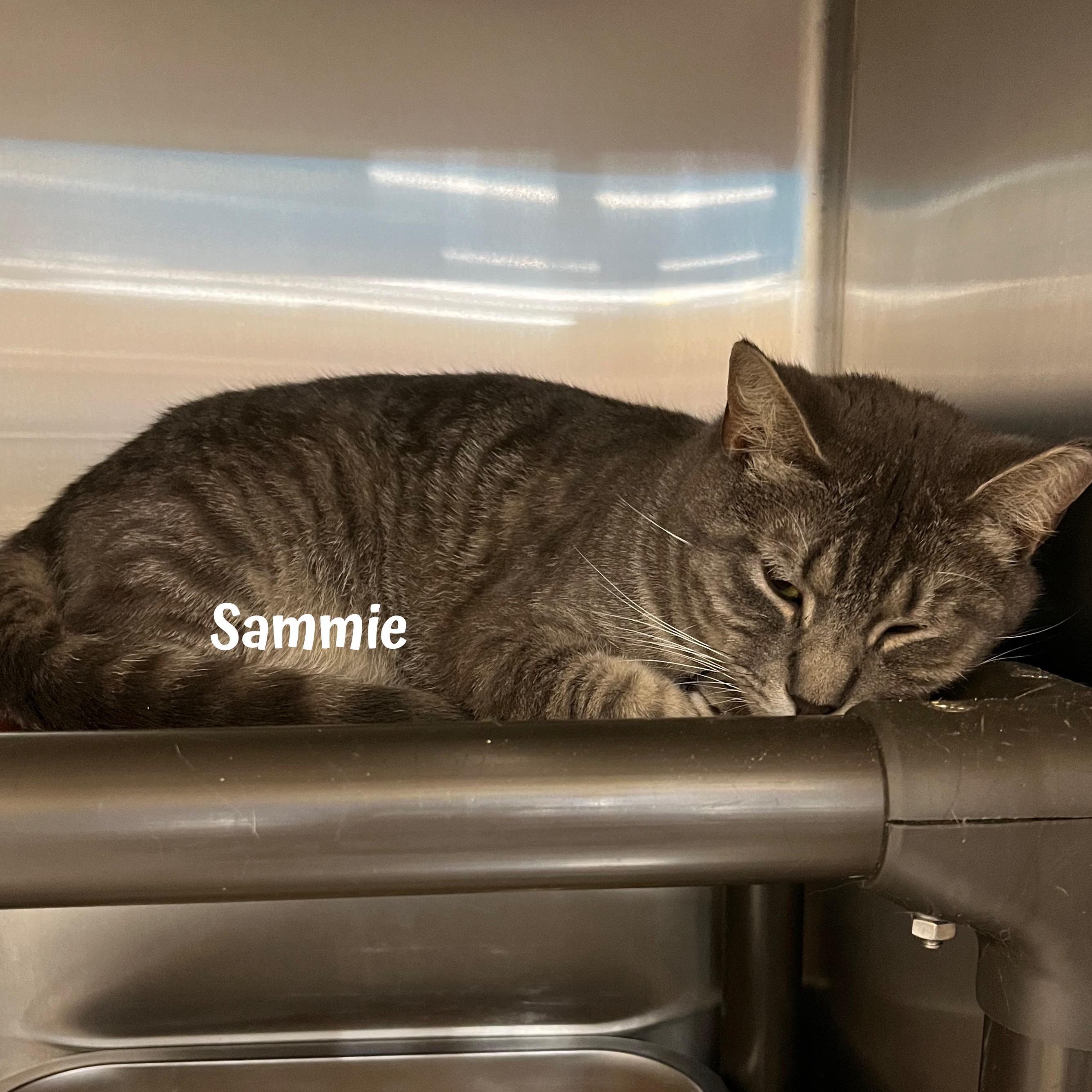 Sammie