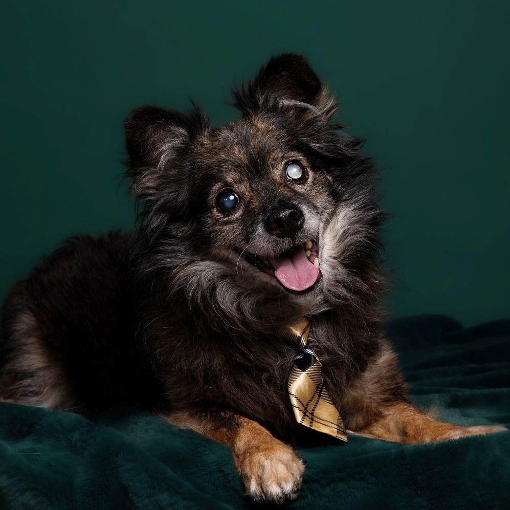 Enlarge Niko, a ADOPTABLE mixed breed in Dripping Springs, TX image 1/3