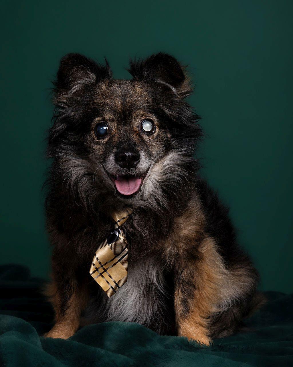 Enlarge Niko, a ADOPTABLE mixed breed in Dripping Springs, TX image 3/3