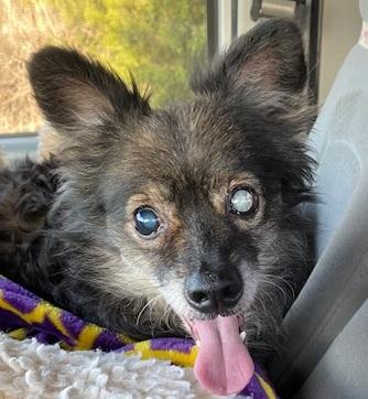 Enlarge Niko, a ADOPTABLE mixed breed in Dripping Springs, TX image 1/1