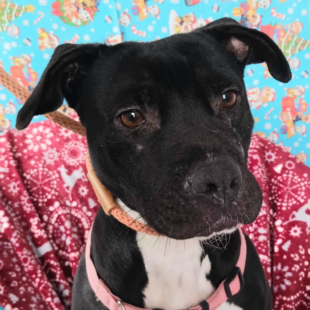 Daisy, Adoptable, Adult Female Black Labrador Retriever.