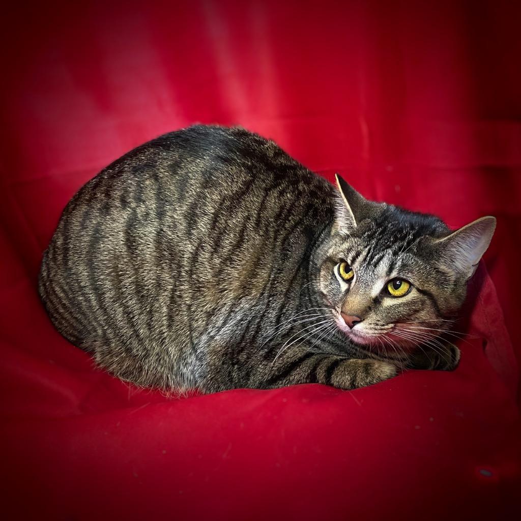 Enlarge Tippi, a Adoptable mixed breed in Pittsfield, IL image 1/2