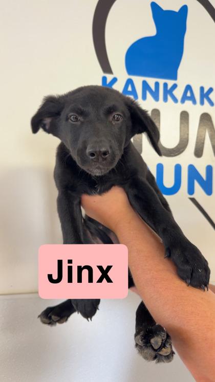 Jinx, Adoptable, Adult Female Cattle Dog & Mixed Breed.