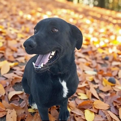 Deuce, Adoptable, Young Male Labrador Retriever.