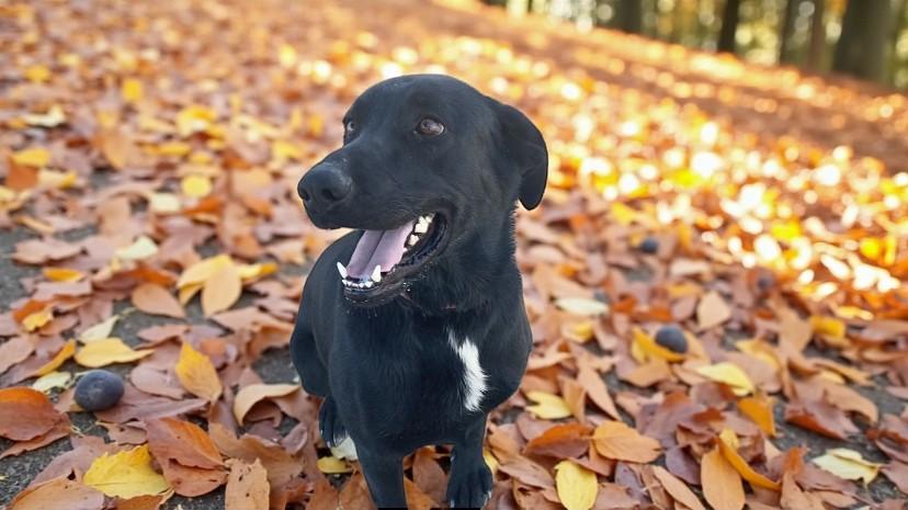 Deuce, an adoptable Labrador Retriever in Carson City, NV, 89702 | Photo Image 1