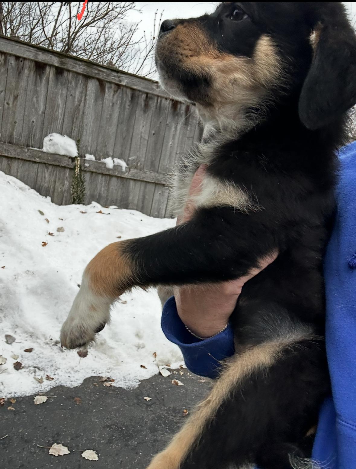 Bernie, a ADOPTABLE mixed breed in Arlington Heights, IL image 1/6