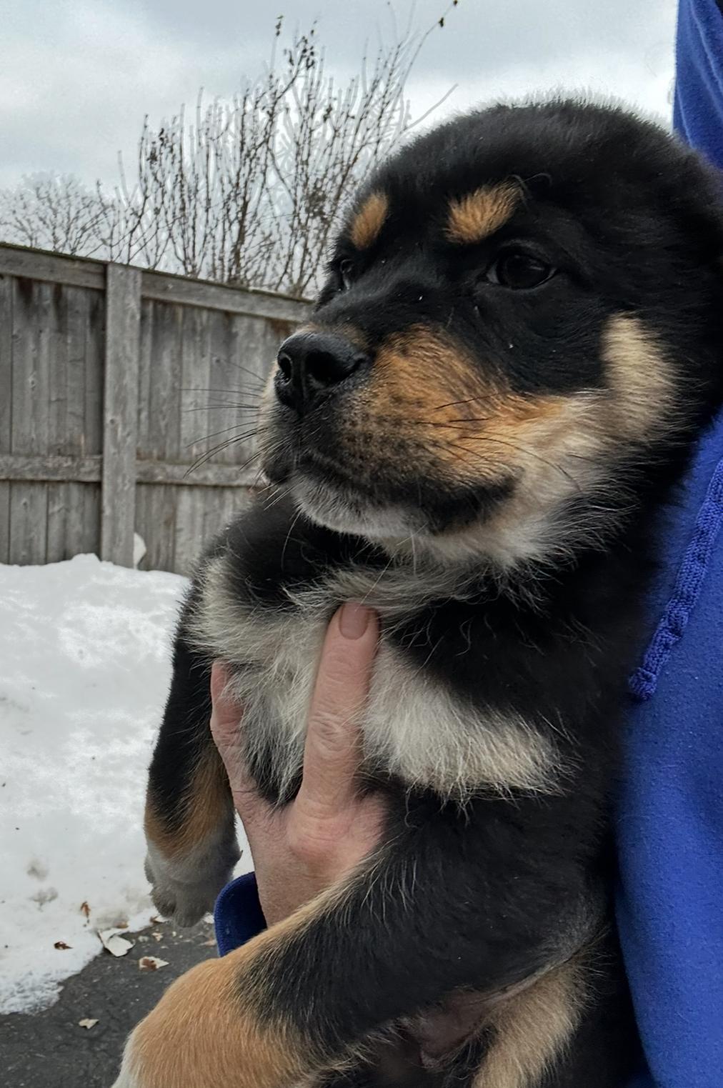 Bernie, a ADOPTABLE mixed breed in Arlington Heights, IL image 2/6