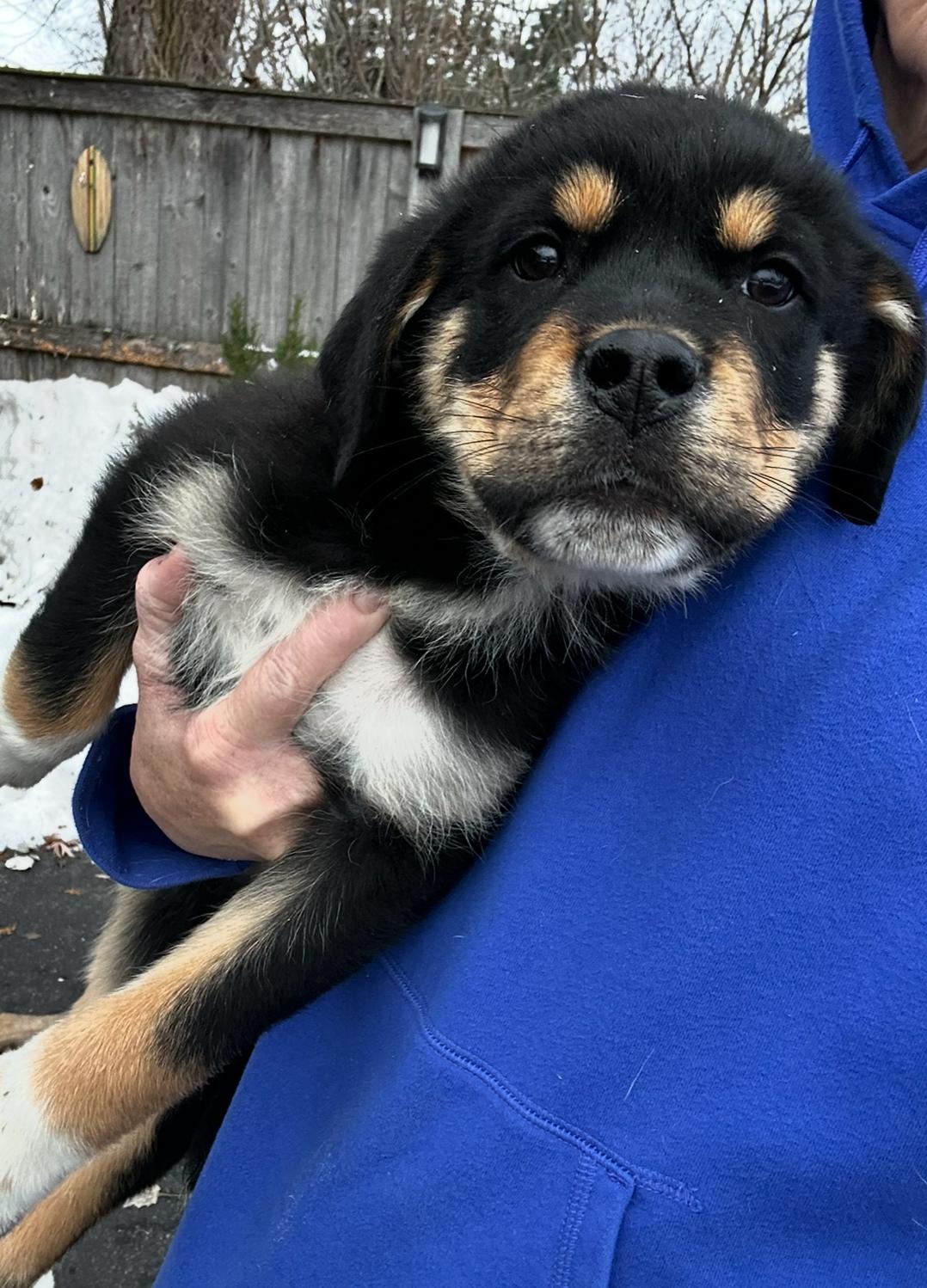 Bernie, a ADOPTABLE mixed breed in Arlington Heights, IL image 4/6