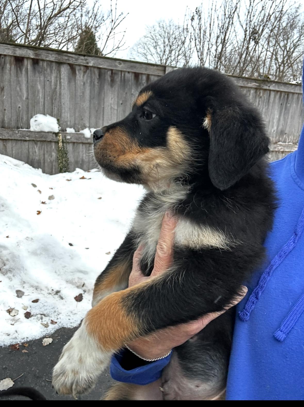 Bernie, a ADOPTABLE mixed breed in Arlington Heights, IL image 5/6