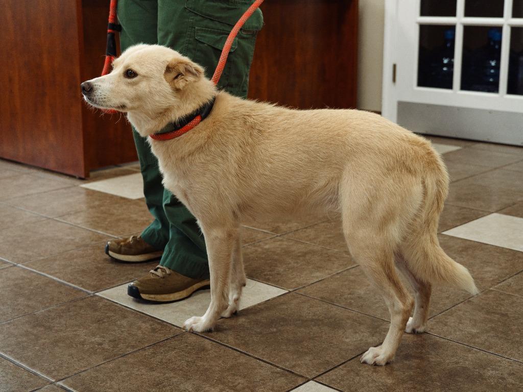 Enlarge Nelly, a Adoptable mixed breed in Mocksville, NC image 1/6