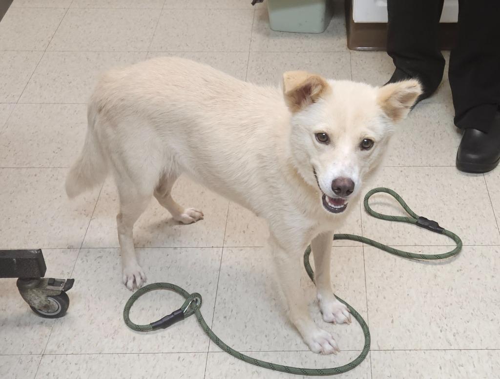 Enlarge Nelly, a Adoptable mixed breed in Mocksville, NC image 2/6