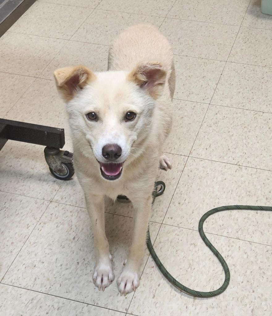 Enlarge Nelly, a Adoptable mixed breed in Mocksville, NC image 3/6