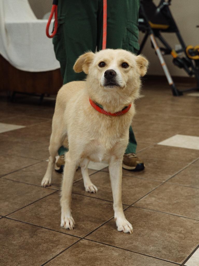 Enlarge Nelly, a Adoptable mixed breed in Mocksville, NC image 4/6