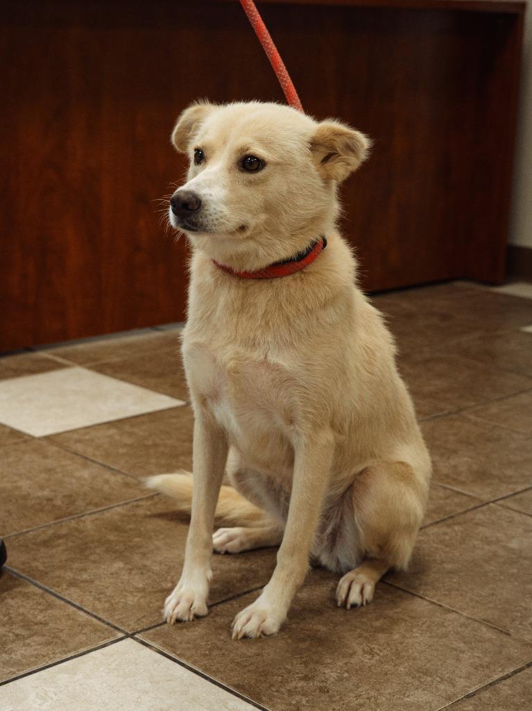 Enlarge Nelly, a Adoptable mixed breed in Mocksville, NC image 5/6