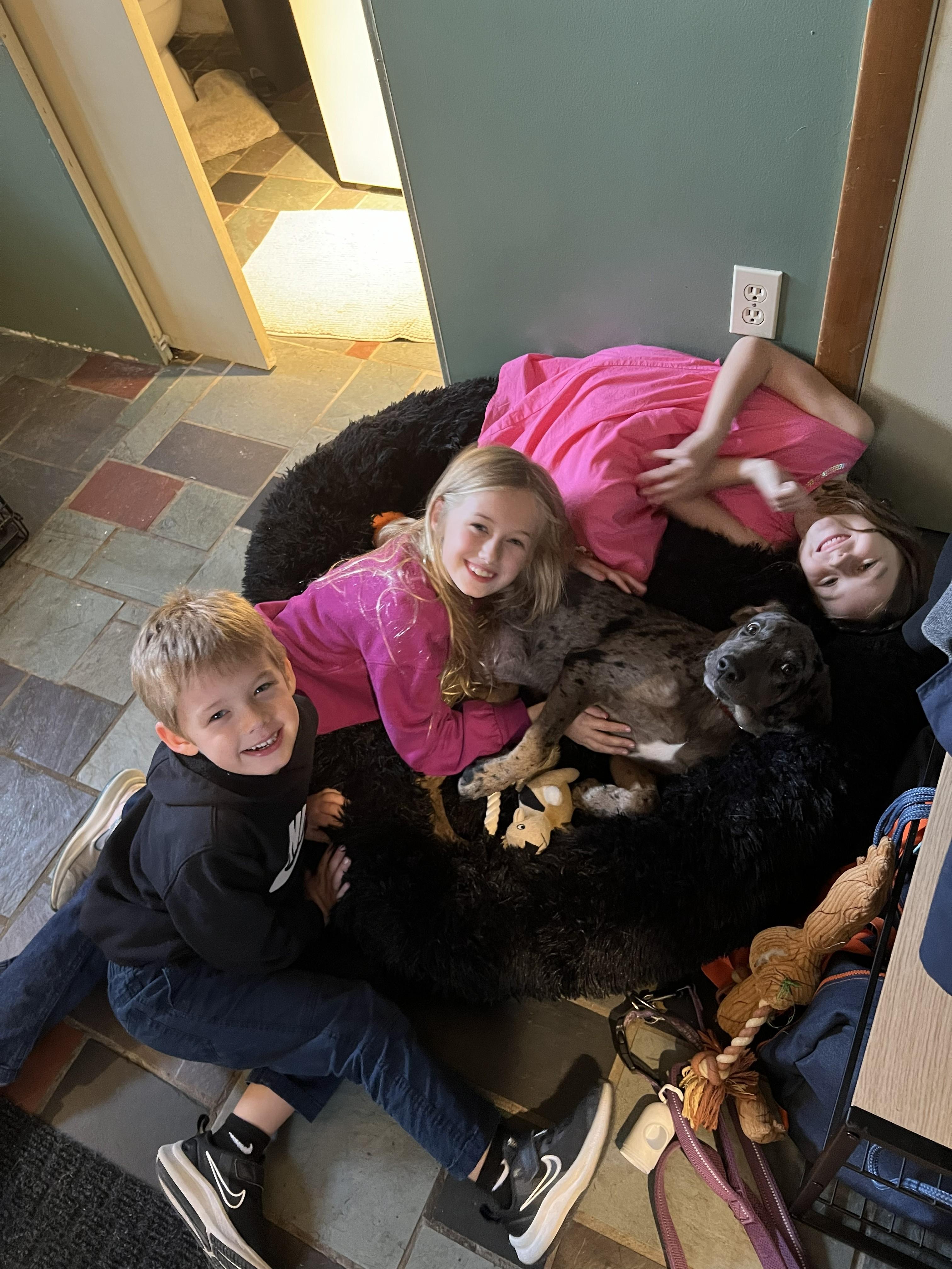 Enlarge Poker Shuffle - Local Pup who likes kids, dogs and cats, a Adoptable mixed breed in Andover, MA image 2/6
