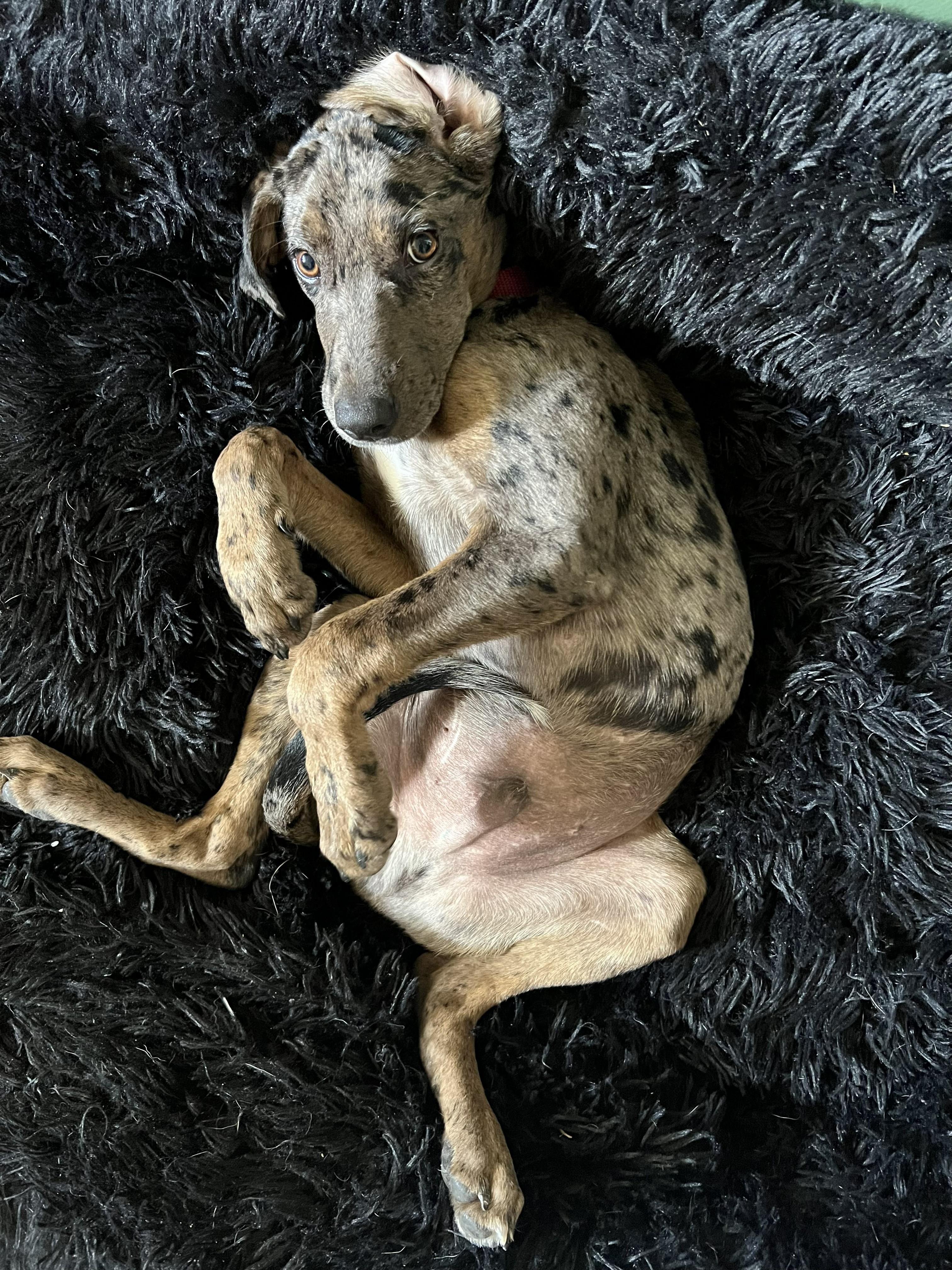 Enlarge Poker Shuffle - Local Pup who likes kids, dogs and cats, a Adoptable mixed breed in Andover, MA image 4/6