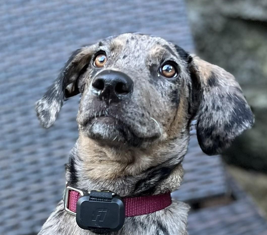 Enlarge Poker Shuffle - Local Pup who likes kids, dogs and cats, a Adoptable mixed breed in Andover, MA image 1/6