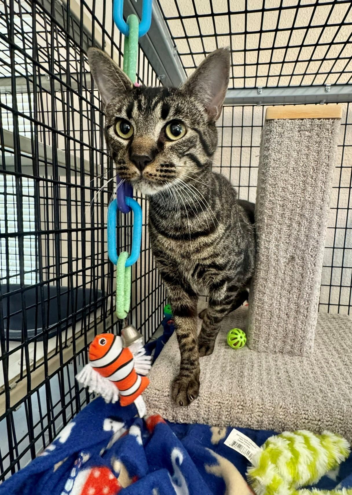 Ziggy, adopted, Adult Male Domestic Short Hair.