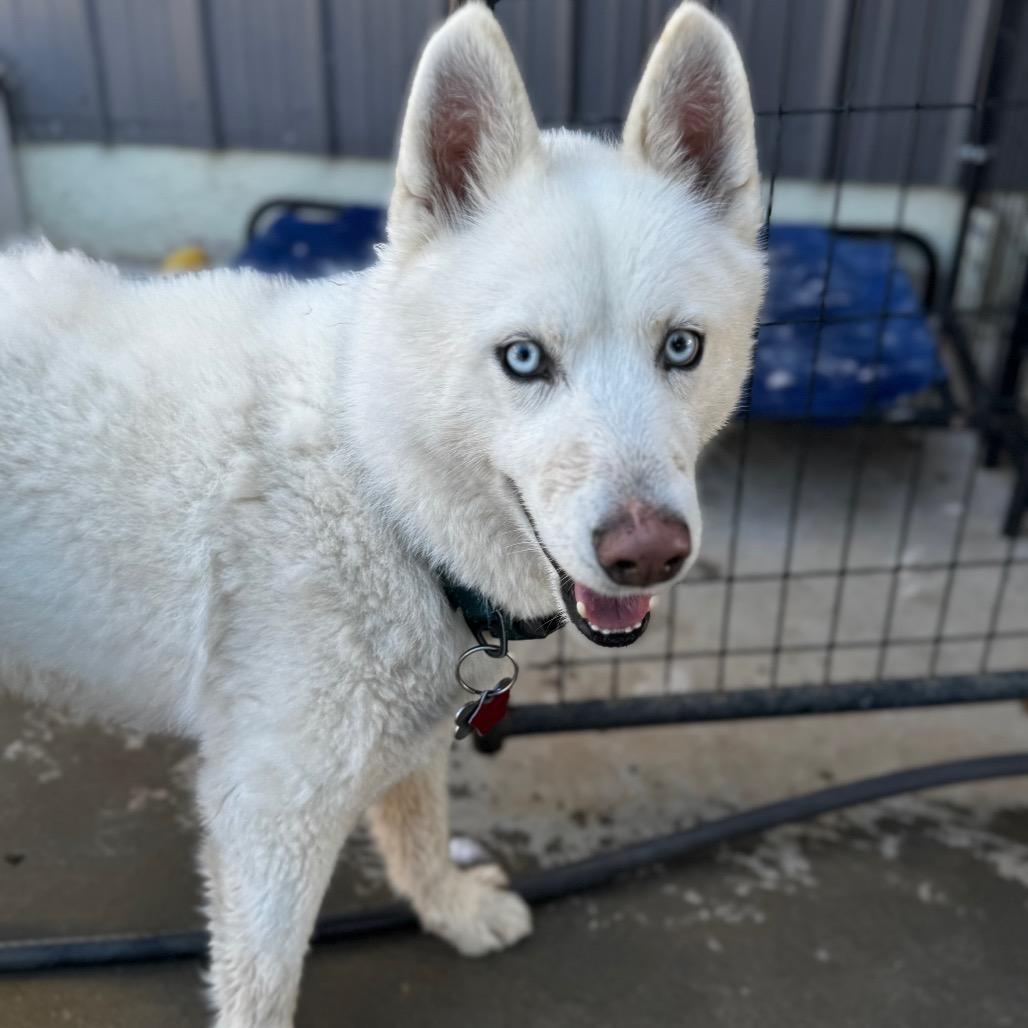 Enlarge Bear, a Adoptable Husky in Eufaula, OK image 1/1