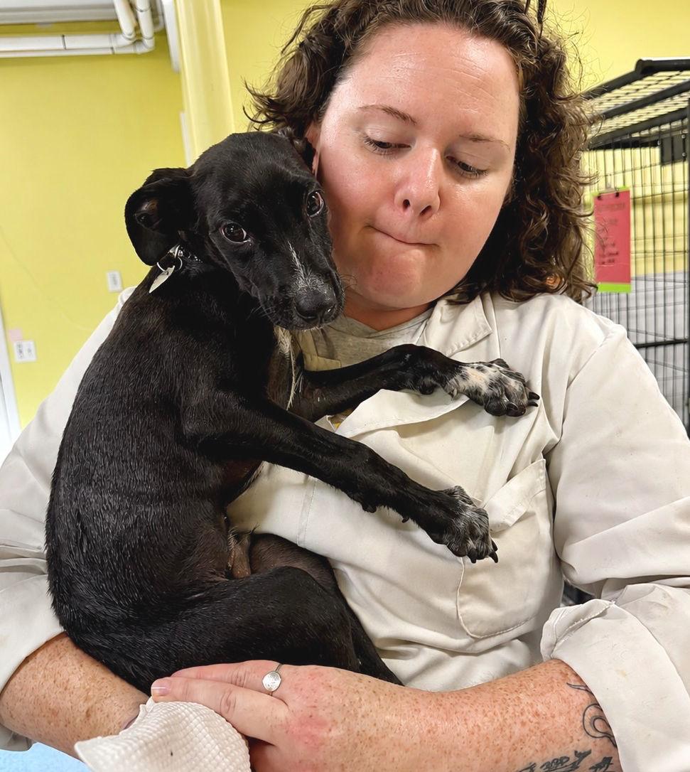Enlarge Boden, a ADOPTABLE mixed breed in Uxbridge, MA image 3/4