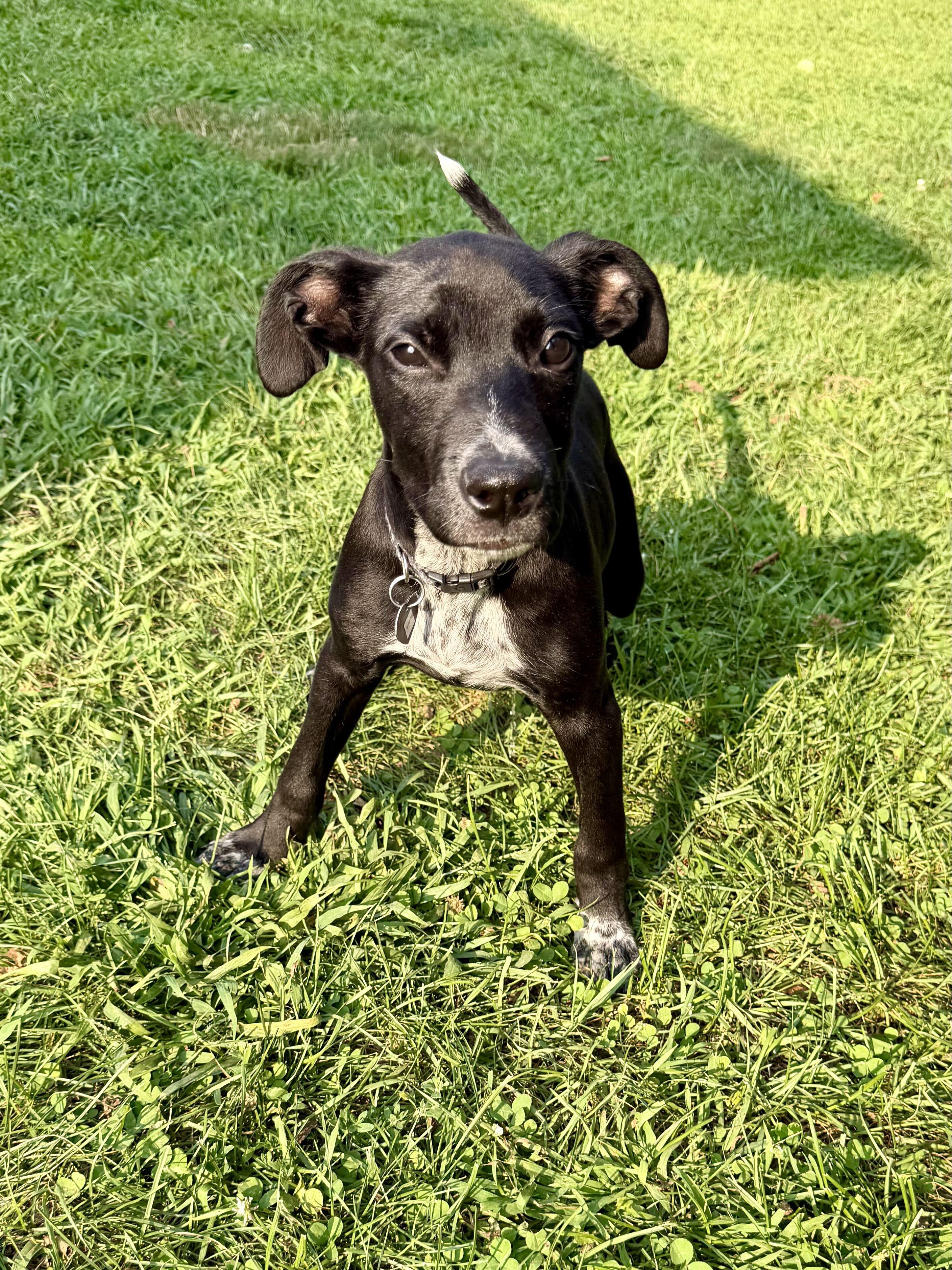 Enlarge Boden, a ADOPTABLE mixed breed in Uxbridge, MA image 1/4