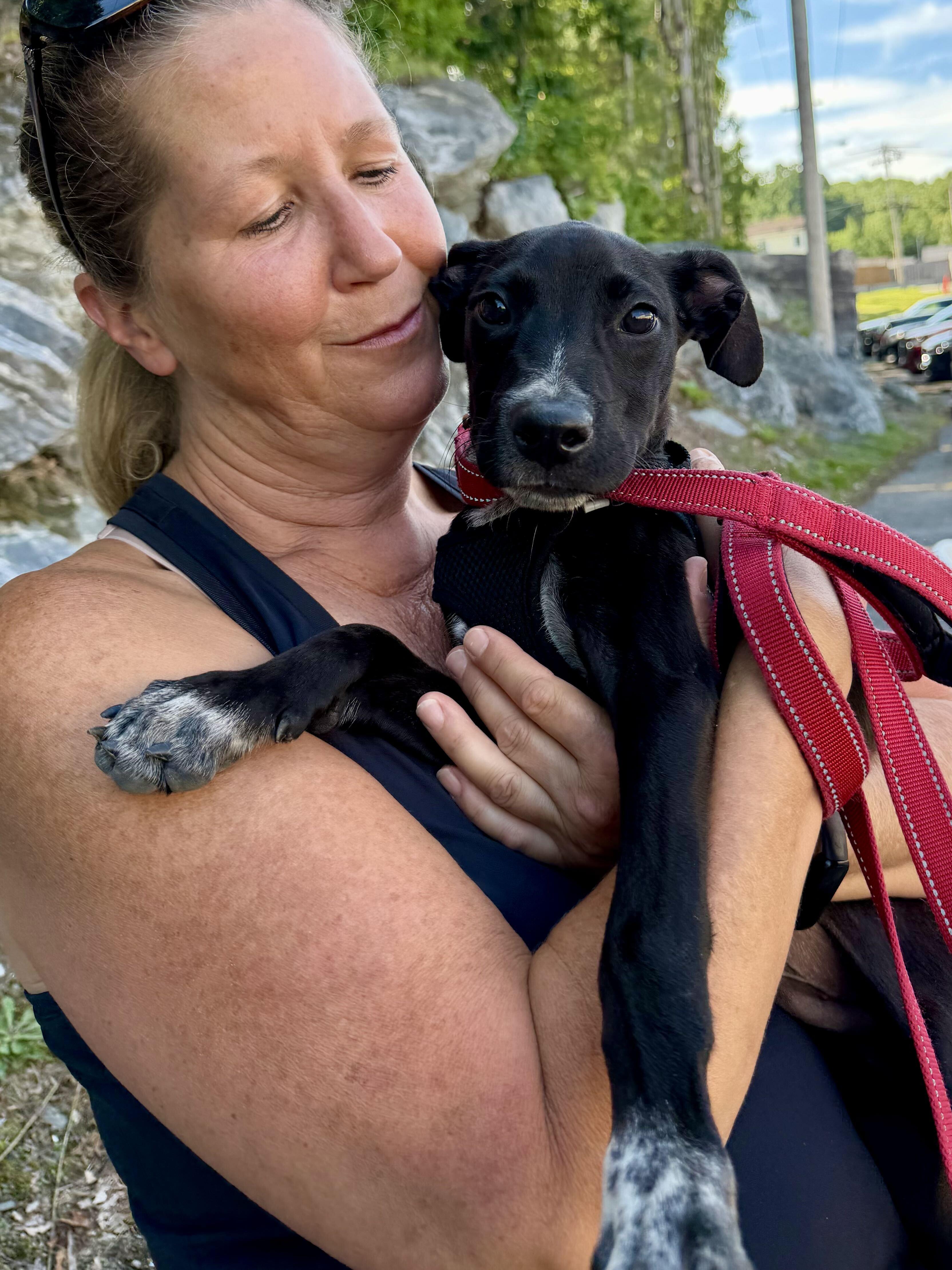 Enlarge Boden, a ADOPTABLE mixed breed in Uxbridge, MA image 2/4