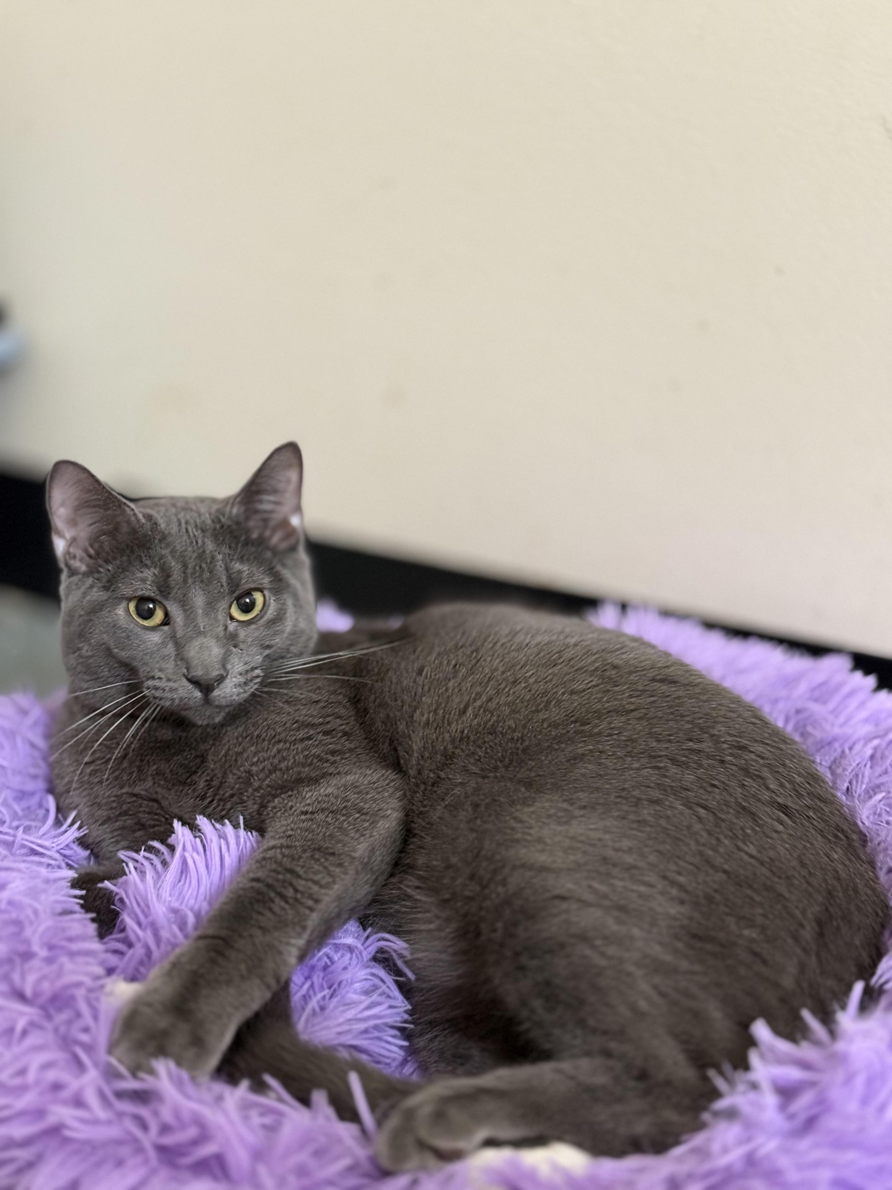 Chrysanthemum, Adoptable, Young Male Domestic Short Hair.