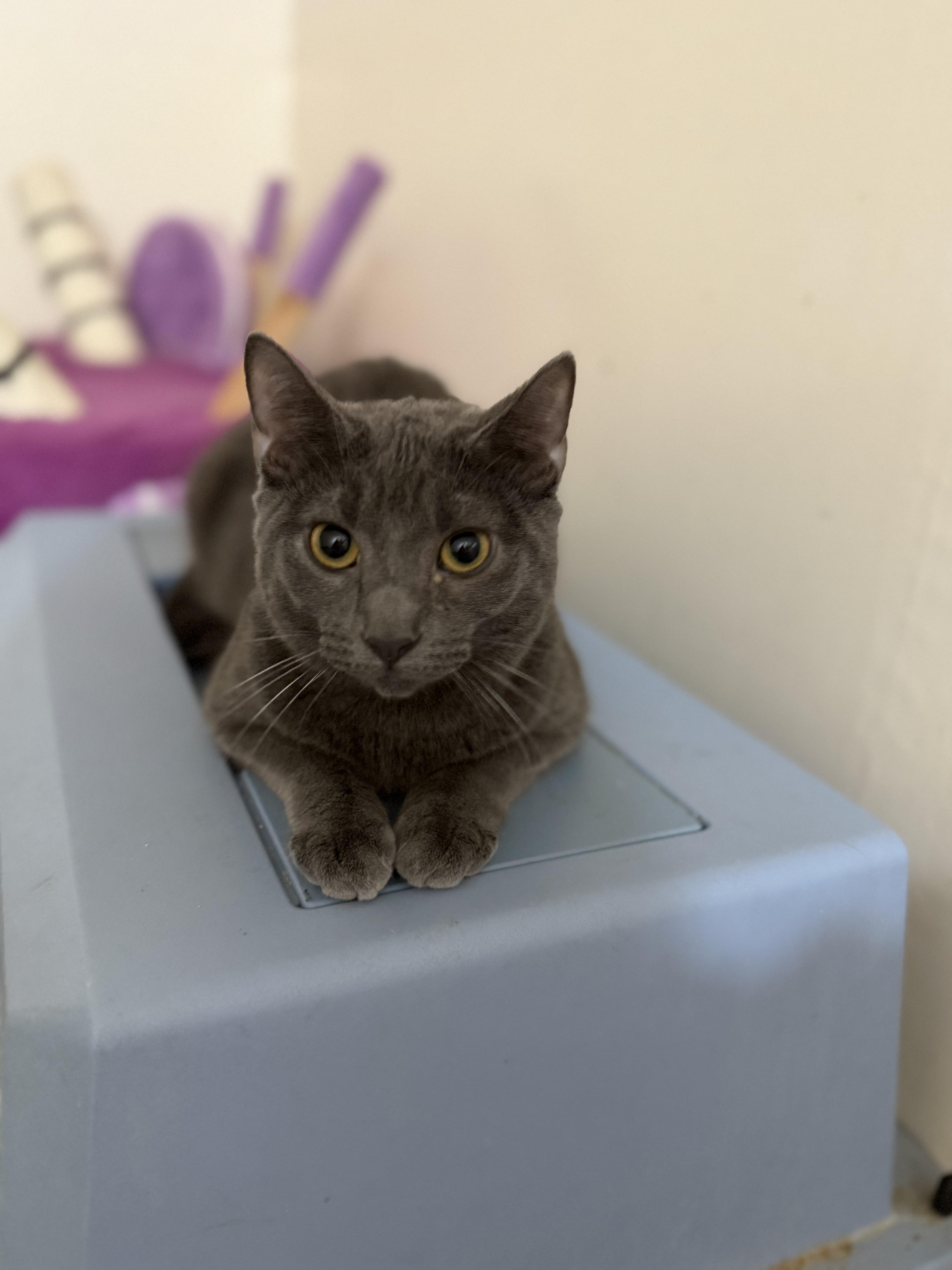 Chrysanthemum, a Adoptable Domestic Short Hair in Crockett, CA image 2/2