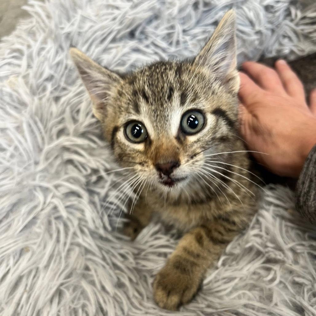 Enlarge Zander, a Adoptable Domestic Short Hair in Rochester, MN image 1/1