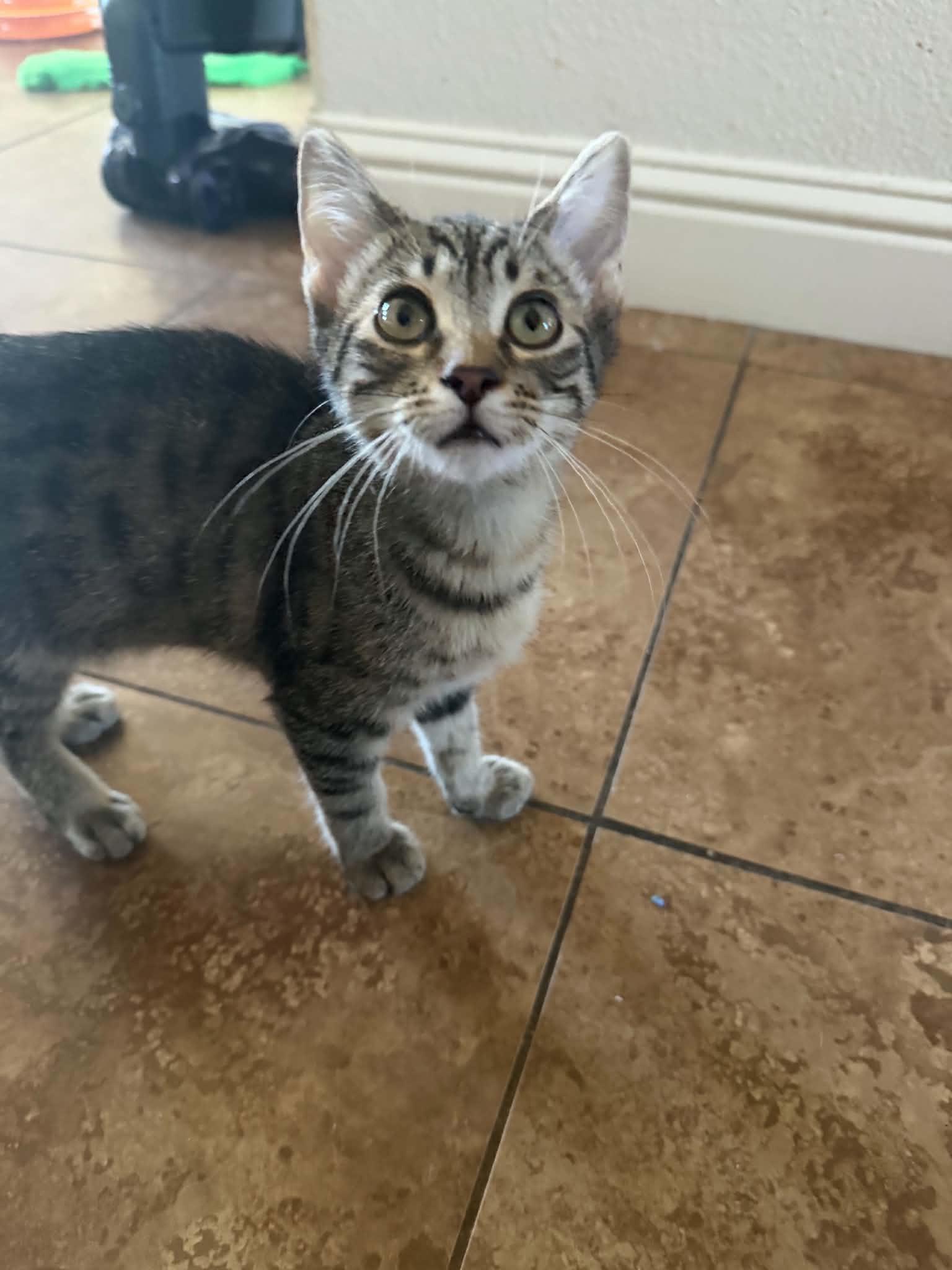 Enlarge Kevin ( AP), a Adopted Tabby in Vallejo, CA image 1/3