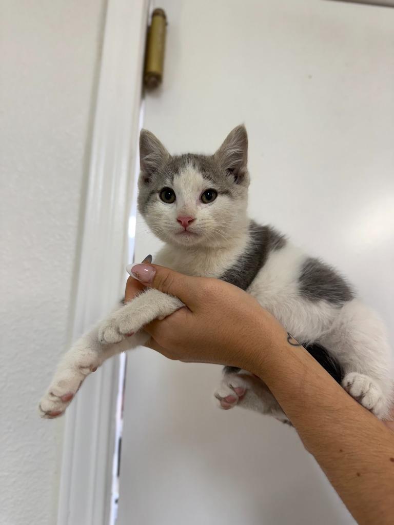 Leon, Adoptable, Kitten Male Domestic Medium Hair.