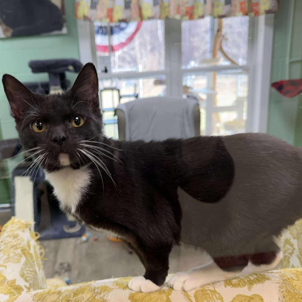 Enlarge Starling, a Adoptable Domestic Short Hair in Shinnston, WV image 1/2