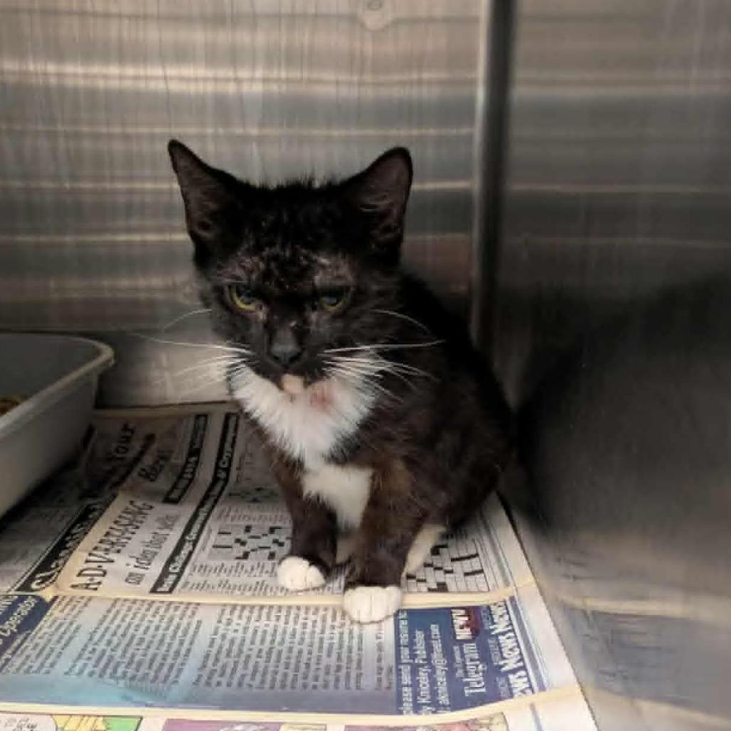 Enlarge Starling, a Adoptable Domestic Short Hair in Shinnston, WV image 2/2