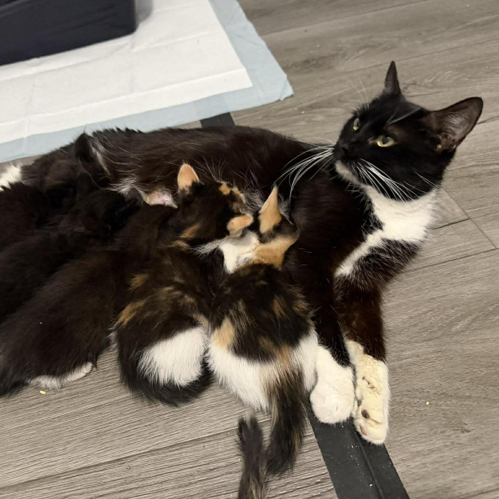 Hershey, Adoptable, Adult Female Domestic Short Hair.