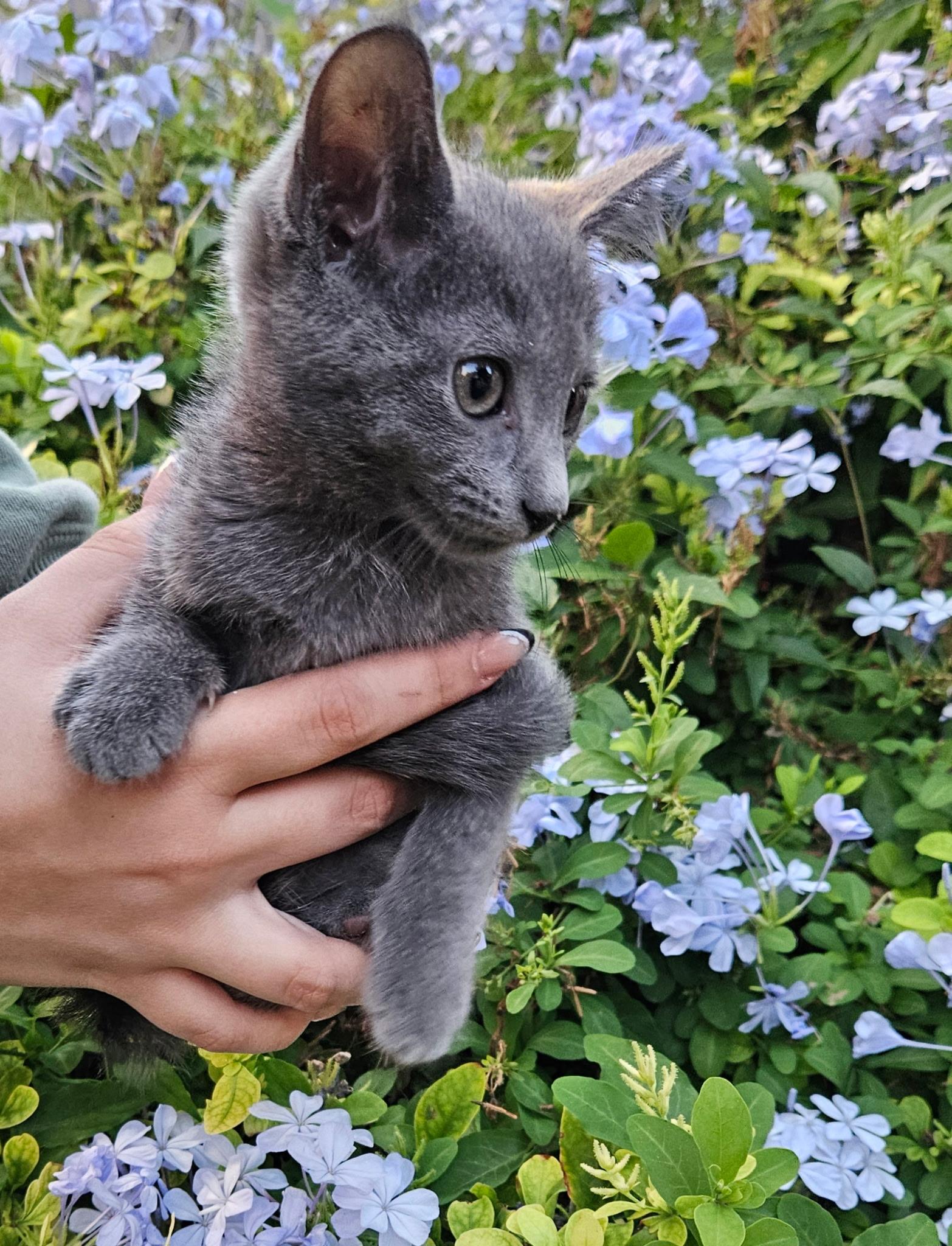 Enlarge Cloudie, a Adoptable Domestic Short Hair in Brooksville, FL image 2/2