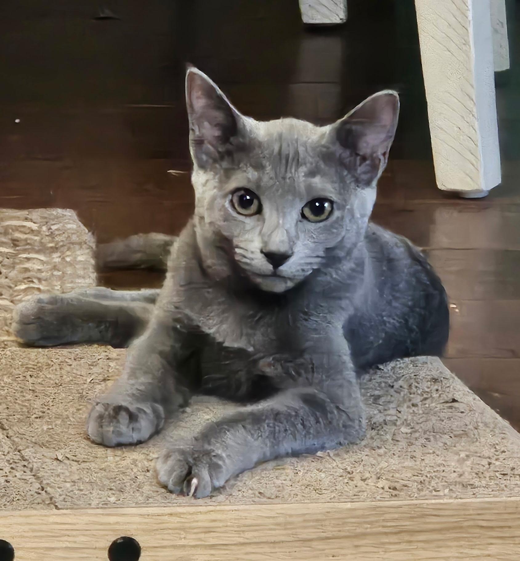 Cloudie, Adoptable, Young Female Domestic Short Hair.