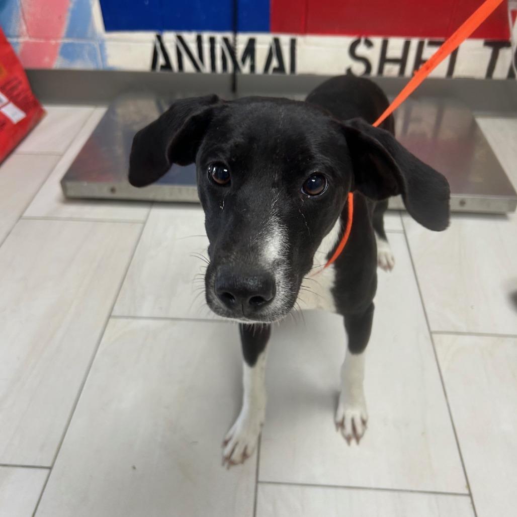 Oreo, a Adoptable Terrier in Lufkin, TX image 1/5