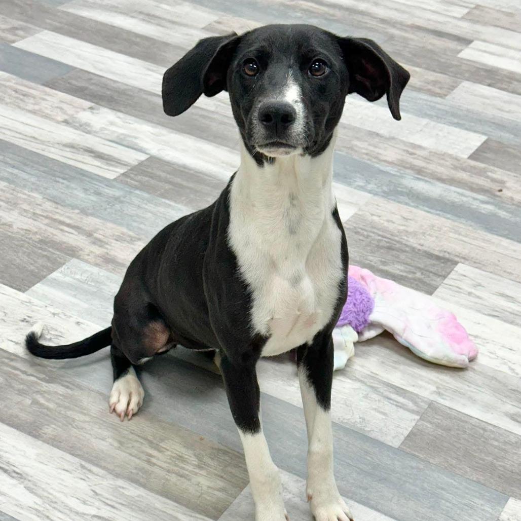Oreo, a Adoptable Terrier in Lufkin, TX image 2/5