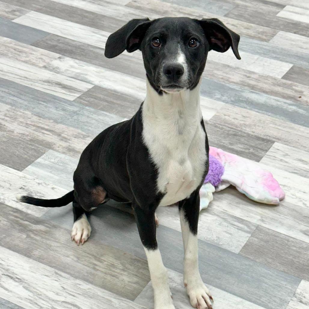 Oreo, a Adoptable Terrier in Lufkin, TX image 3/5