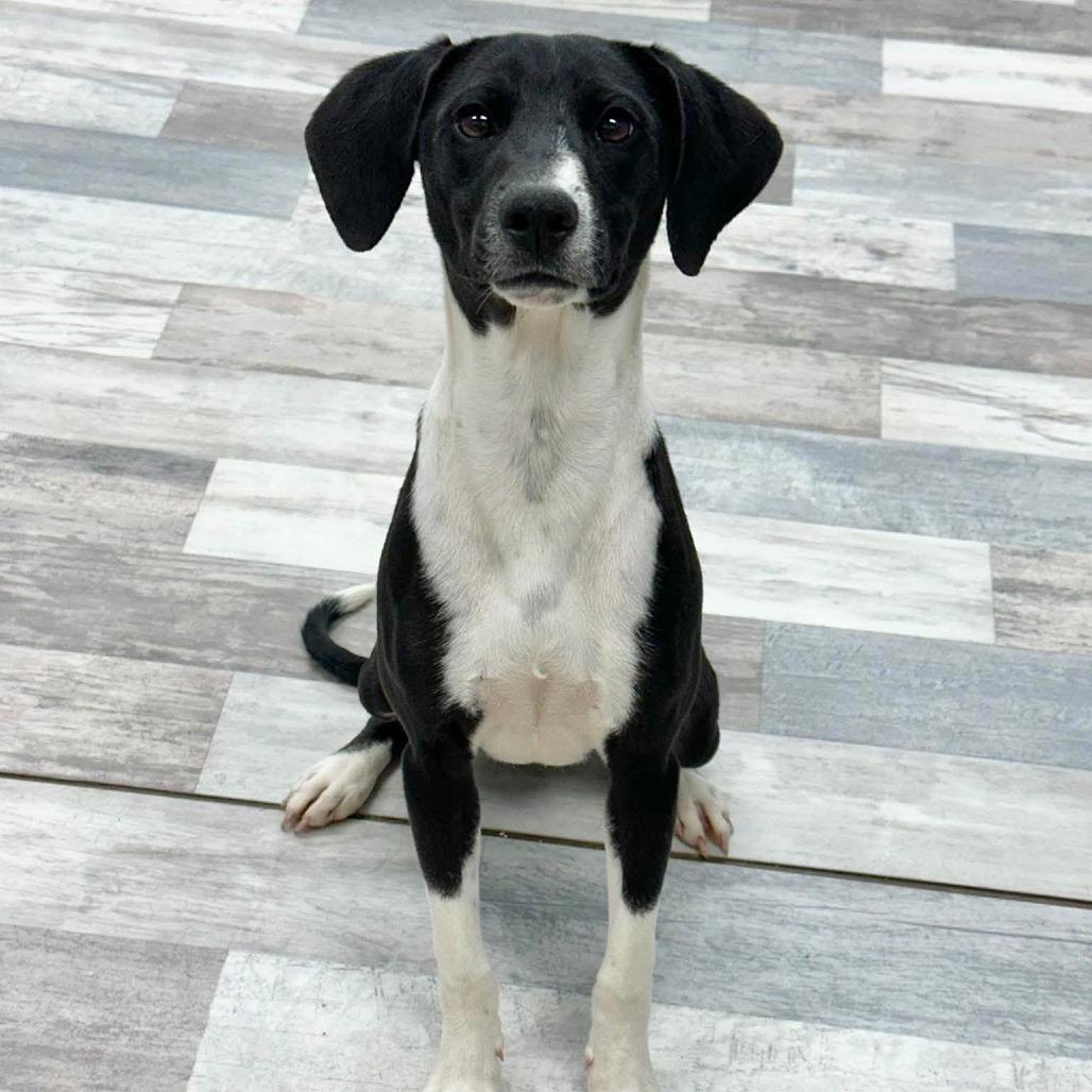 Oreo, a Adoptable Terrier in Lufkin, TX image 4/5