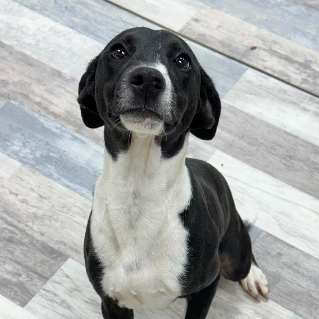 Oreo, a Adoptable Terrier in Lufkin, TX image 5/5