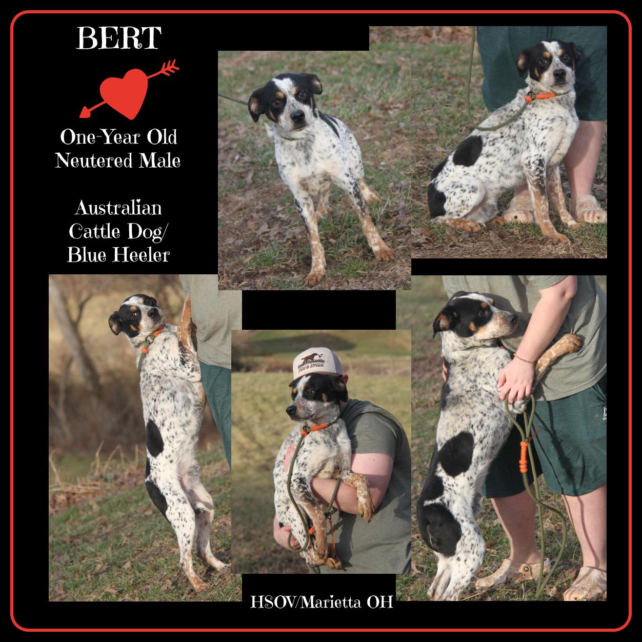 Enlarge Bert (Neutered), an adopted mixed breed in Marietta, OH image 1/1