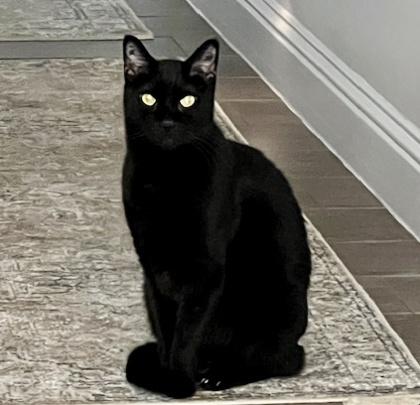 Squealer and Dexter (bonded pair)