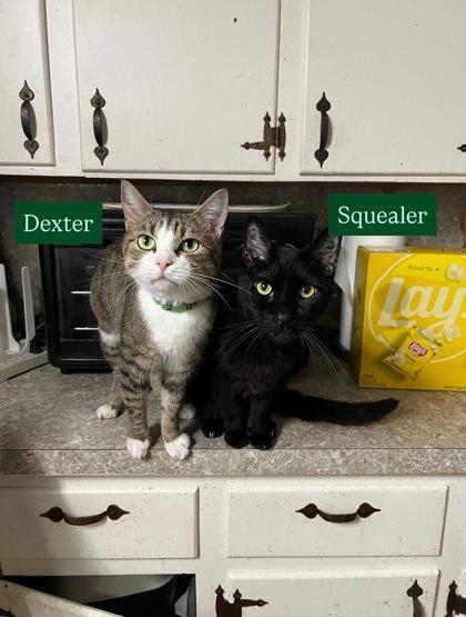 Squealer and Dexter (bonded pair) — thumbnail 2