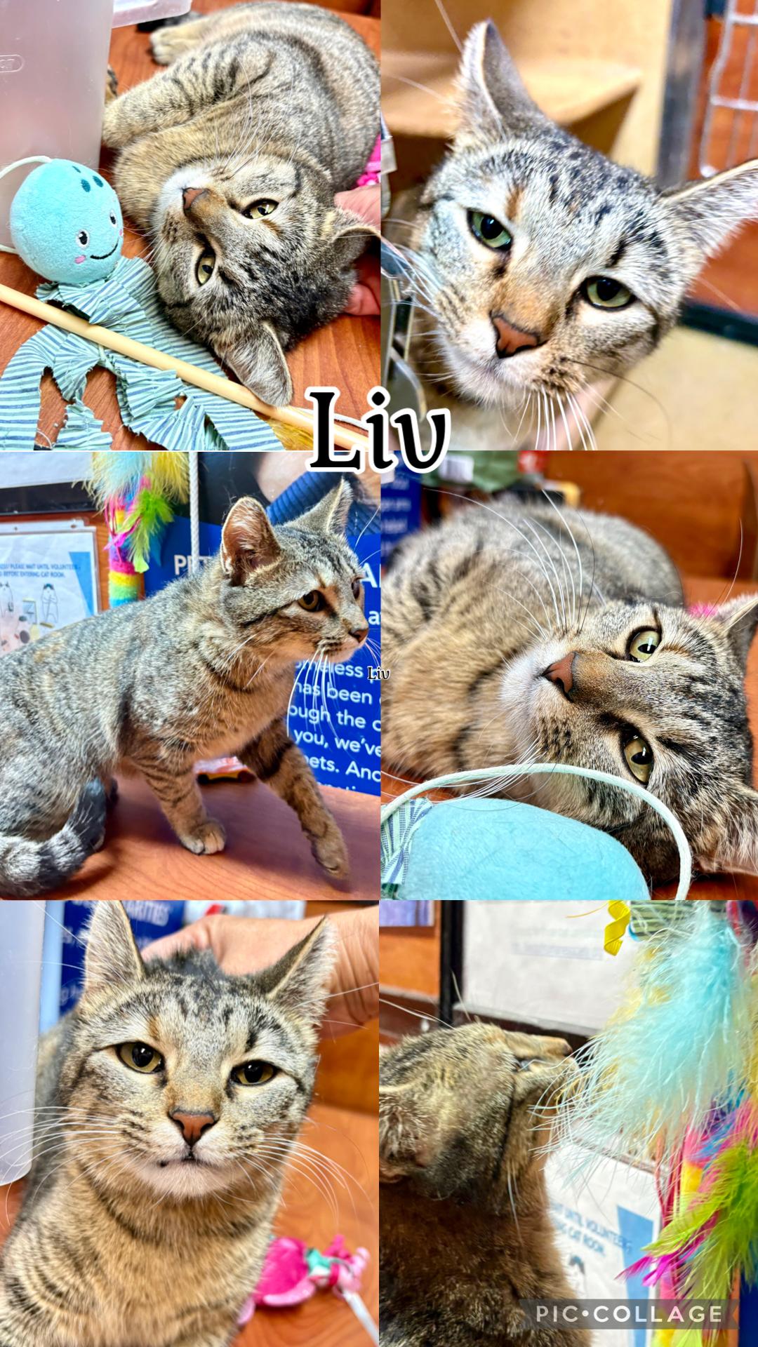 LIV, ADOPTABLE, Young Female Tabby.